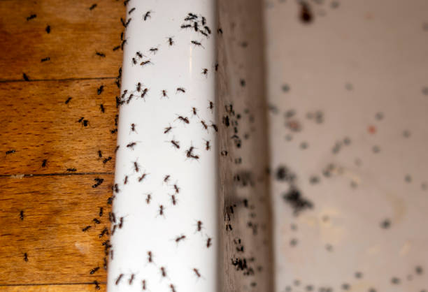 Best Residential Pest Control  in Prien, LA